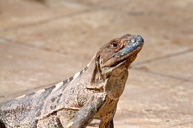 Black Iguana, Villa Lapas, Costa Rica by Richard L. Becker