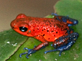 Blue Jeans Frog-Poison Dart Frog