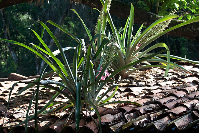 Bromeliads, Villa Lapas, Costa Rica by Richard L. Becker