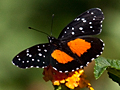 Patch Butterfly in the Genus Chlocyne