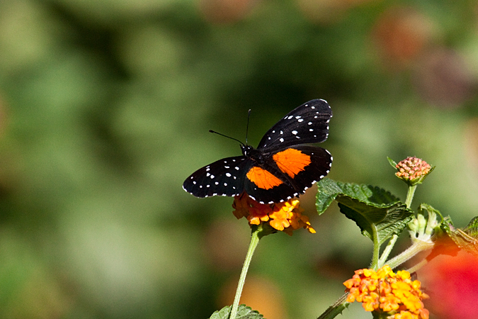 Patch Butterfly in the Genus Chlocyne, Hotel Bougainvillea, Santo Domingo, Costa Rica