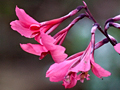 Pink Costa Rican Flower