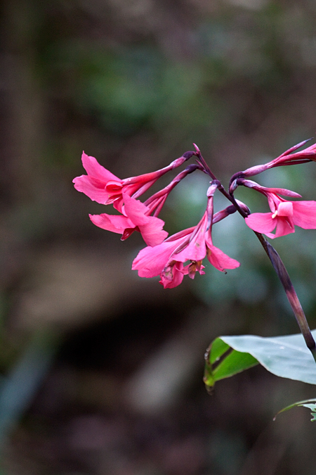 Canna Flower in the Cannaceae, Savegre Lodge, Costa Rica by Richard L. Becker