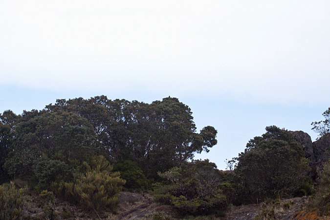 Cerro de la Muerte, Costa Rica by Richard L. Becker