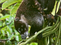 White-nosed Coatimundi, Monteverde, Costa Rica