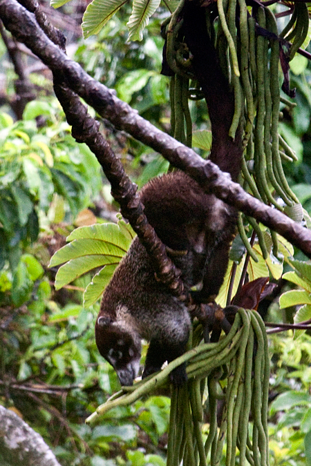 White-nosed Coatimundi, Monteverde, Costa Rica by Richard L. Becker