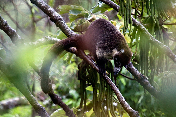 White-nosed Coatimundi, Monteverde, Costa Rica by Richard L. Becker