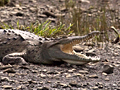 American Crocodile