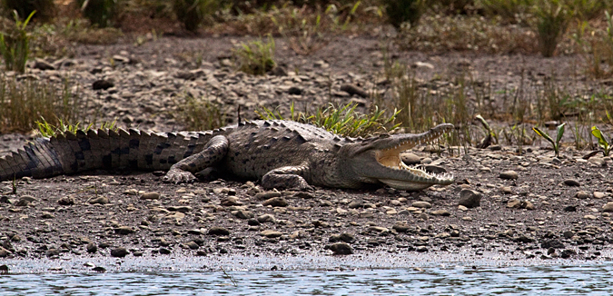 American Crocodile, On the Rio Tarcoles, Costa Rica by Richard L. Becker