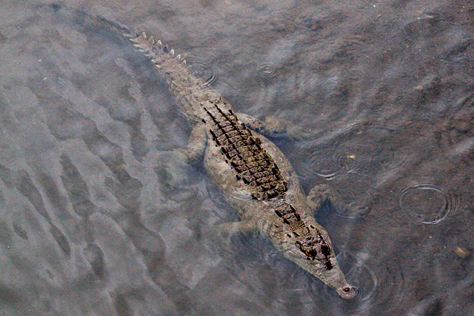 American Crocodile, From the Bridge Over the Rio Tarcoles, Costa Rica by Richard L. Becker