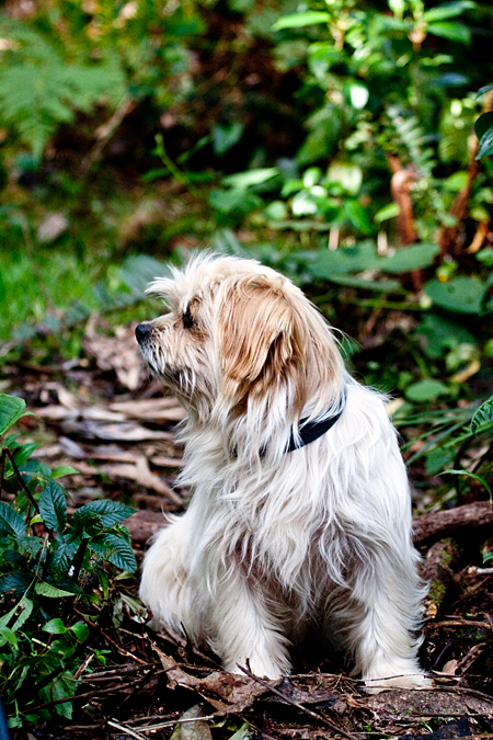 Dogs, Paraiso del Quetzal, Costa Rica by Richard L. Becker