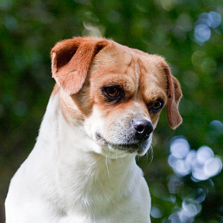 Dogs, Paraiso del Quetzal, Costa Rica by Richard L. Becker