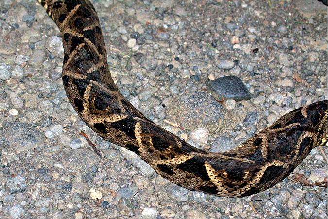 Fer-de-Lance, La Selva Biological Station, Costa Rica by Richard L. Becker