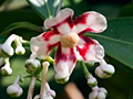 Male Clusia Flower