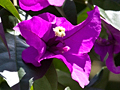 Bougainvillea, Costa Rica