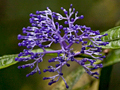 Costa Rican Flower in the Family Rubiaceae