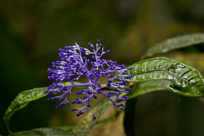 Costa Rican Flower in the Family Rubiaceae, Braulio Carrillo National Park, Costa Rica by Richard L. Becker