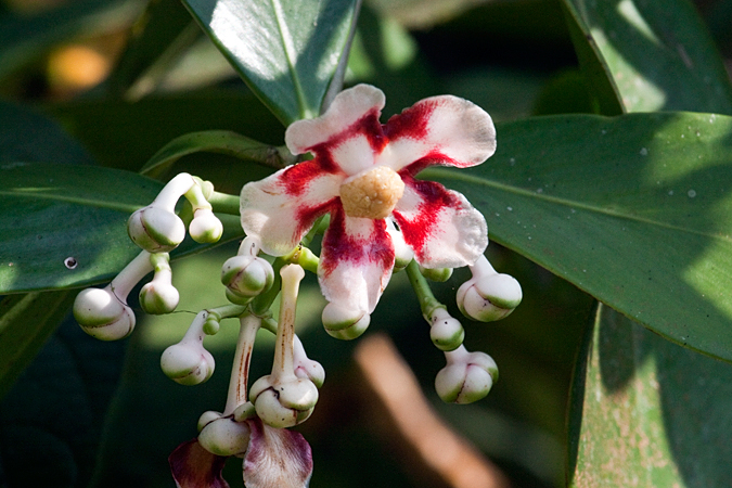 Male Clusia Flower, La Selva Biological Station, Costa Rica by Richard L. Becker