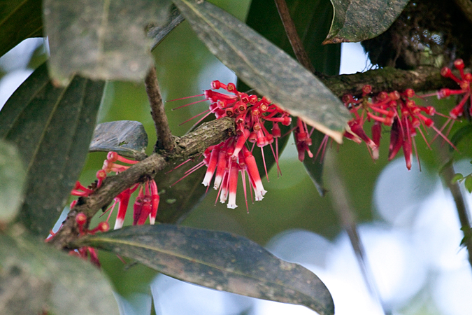 Costa Rican Flower in the Ericaceae, Kiri Mountain Lodge, Costa Rica by Richard L. Becker