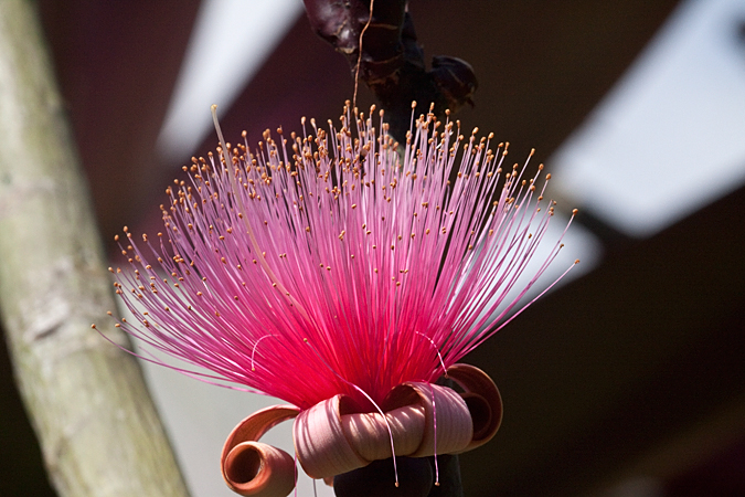 Pink Flower, Hotel Bougainvillea, Santo Domingo, Costa Rica by Richard L. Becker