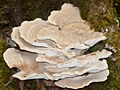 Fungus