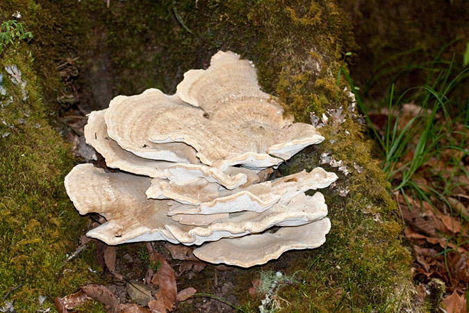 Fungus, Savegre Lodge, Costa Rica by Richard L. Becker