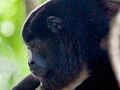 Mantled Howler Monkey