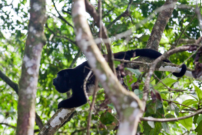 Mantled Howler Monkey, La Selva Biological Station, Costa Rica by Richard L. Becker