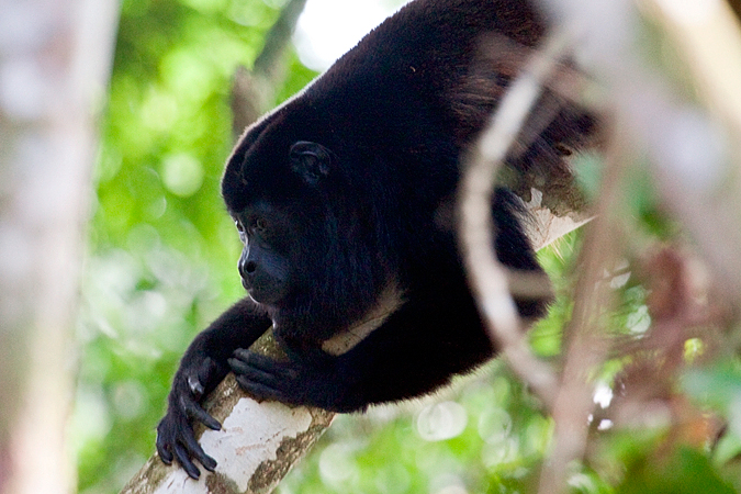 Mantled Howler Monkey, La Selva Biological Station, Costa Rica by Richard L. Becker