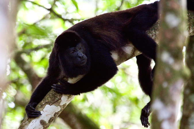 Mantled Howler Monkey, La Selva Biological Station, Costa Rica by Richard L. Becker