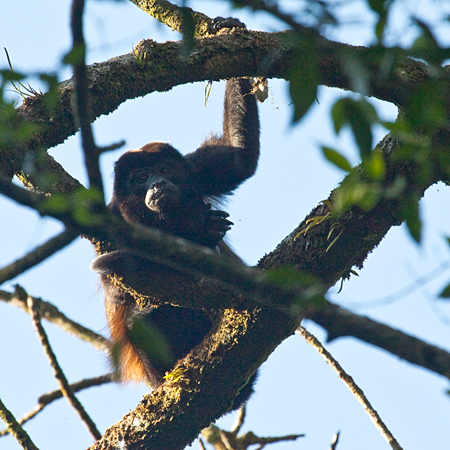 Mantled Howler Monkey, Las Heliconias, Costa Rica