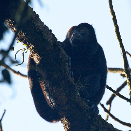 Mantled Howler Monkey, Las Heliconias, Costa Rica