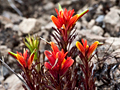 Indian Paintbrush