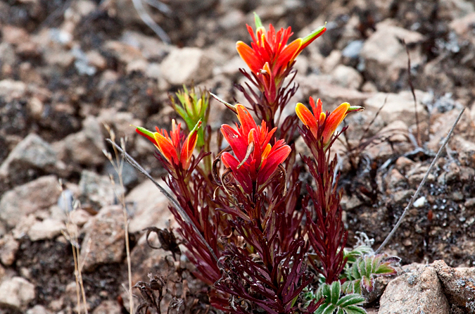 Indian Paint Brush, Cerro de la Muerte, Costa Rica by Richard L. Becker