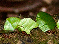 Leaf-Cutter Ant