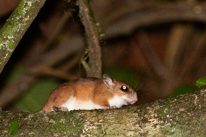 Mouse Opossum, La Selva Biological Station, Costa Rica by Richard L. Becker