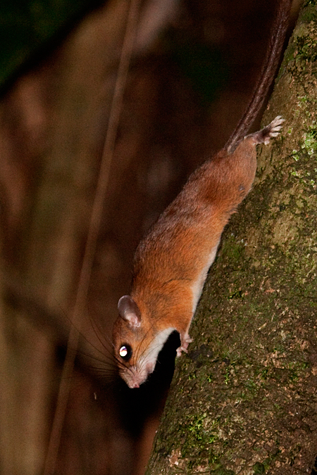 Mouse Opossum, La Selva Biological Station, Costa Rica by Richard L. Becker