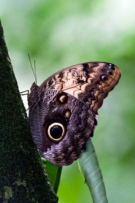 Owl Butterfly, Sarapiqui, Costa Rica by Richard L. Becker