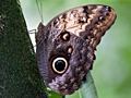 Owl Butterfly