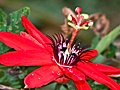 Flower in the genus Passiflora, Passiflora coccinea