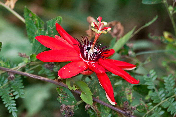 Passion Flower, Mirador Valle de General, Costa Rica by Richard L. Becker