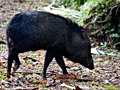 Collared Peccary