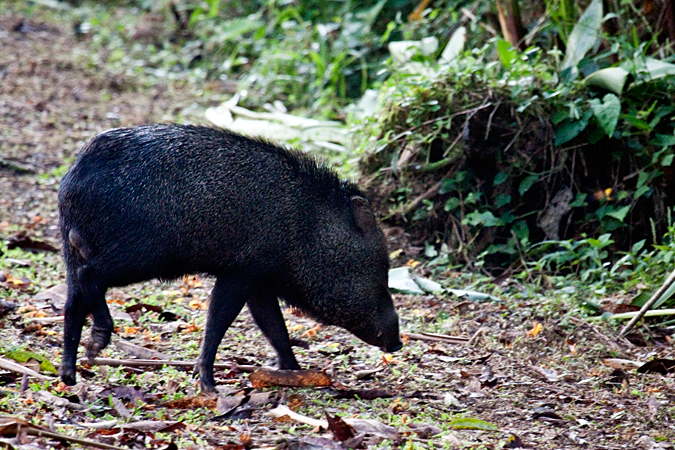 Collared Peccary, La Selva Biological Station, Costa Rica by Richard L. Becker