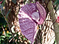 Pelican Flower