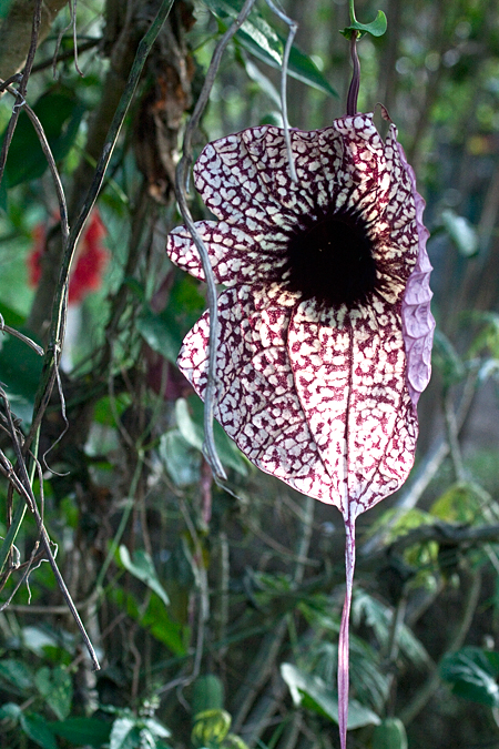 Pelican Flower, Hotel Bougainvillea, Santo Domingo, Costa Rica