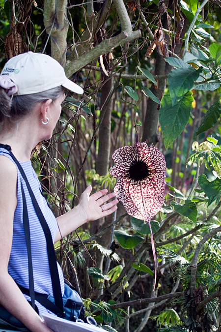 Pelican Flower, Hotel Bougainvillea, Santo Domingo, Costa Rica