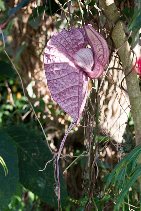 Pelican Flower, Hotel Bougainvillea, Santo Domingo, Costa Rica