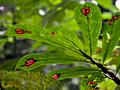 Costa Rican Plant