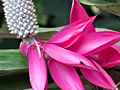 Costa Rican Plant in the Bromeliaceae