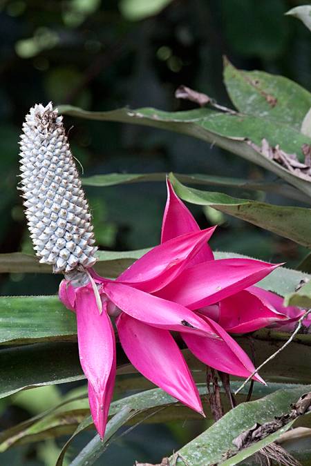 Costa Rican Plant in the Bromeliaceae, La Selva Biological Station, Costa Rica by Richard L. Becker